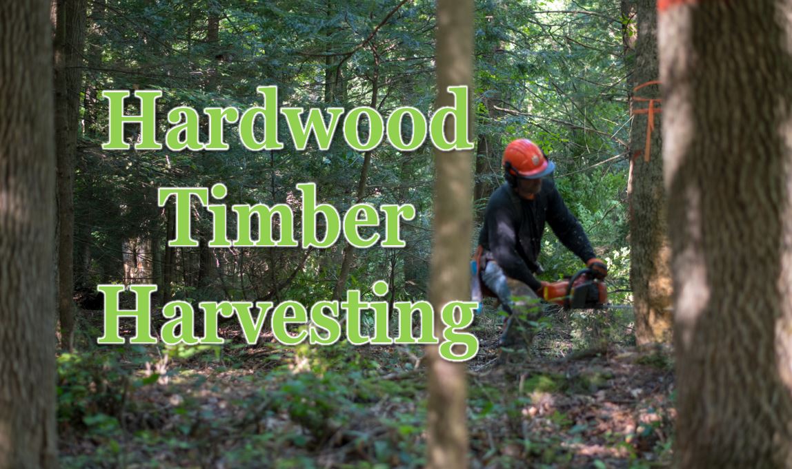 timber harvesting image