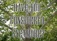 Have you considered using Sycamore?